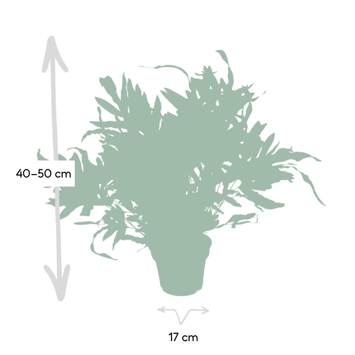 Phlebodium Aureum Blue Star - Blue Star Fern - Ø17cm - ↕50cm