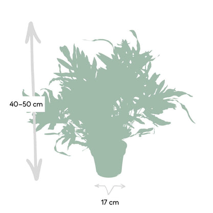 Phlebodium Aureum Blue Star - Blue Star Fern - Ø17cm - ↕50cm