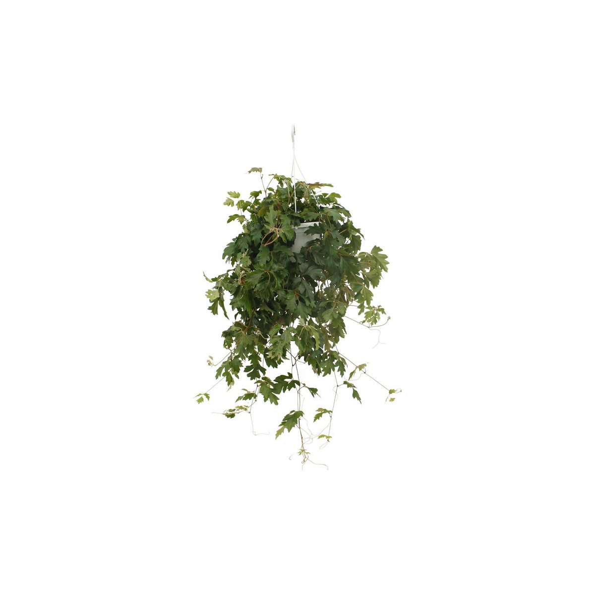 Kamerplant Cissus Ø17x70 cm