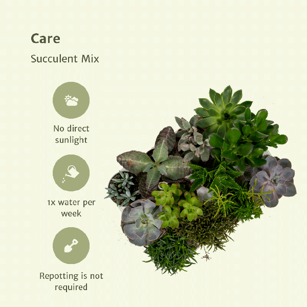 Everspring - Succulent Mix - 18 pieces - 10 cm - Ø8.5