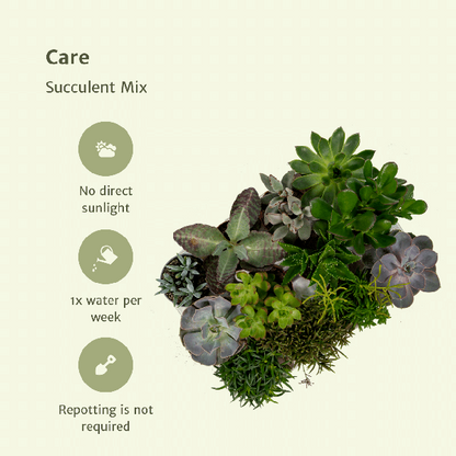 Everspring - Succulent Mix - 18 pieces - 10 cm - Ø8.5