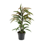 Kamerplant Ficus Binnendijkii Amstel King 70cm potmaat Ø17cm