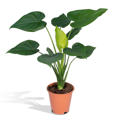 Alocasia Olifantsoor kamerplant Ø19cm ↕ 55cm