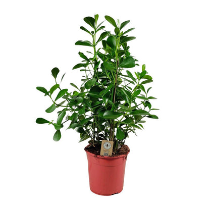Clusia Rosea Green Magic Kamerplant Hoogte 90 Cm Pot 27 Cm