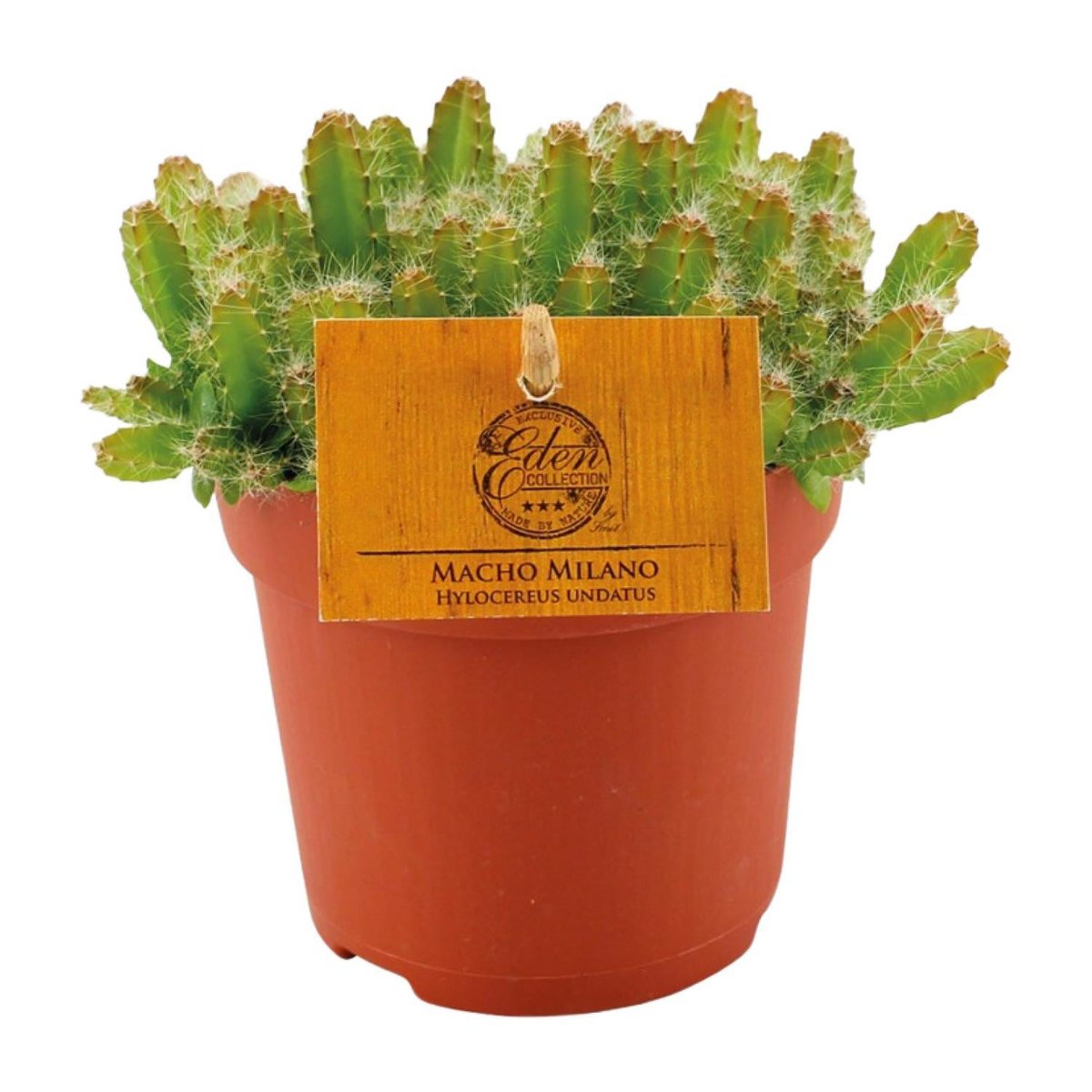 Cactus Hylocereus Undatus Ø11x15 cm