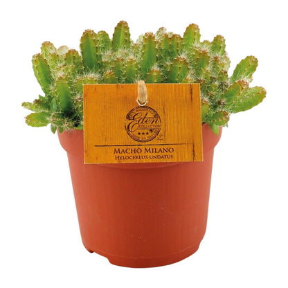 Cactus Hylocereus Undatus Ø11x15 cm