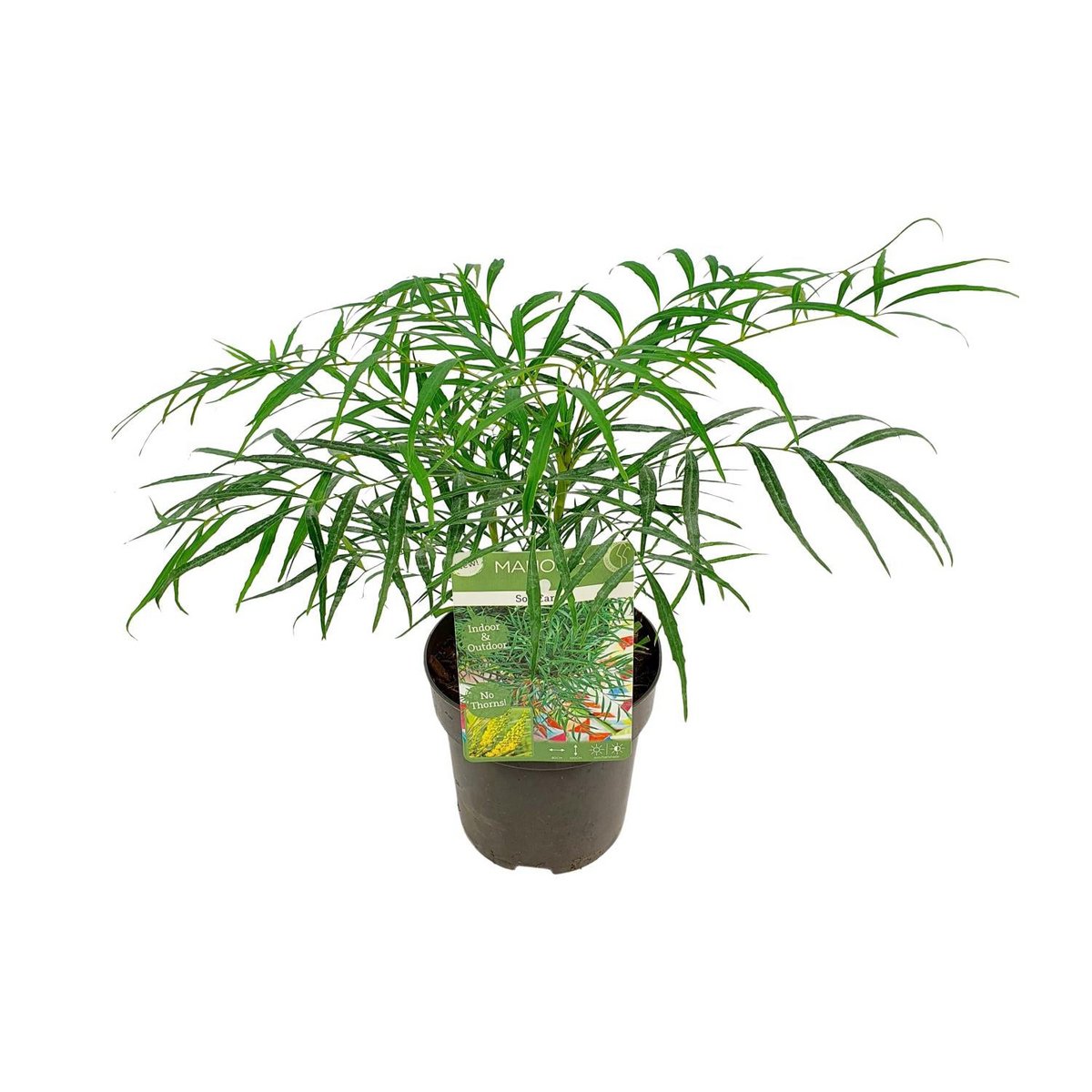 Mahonia Eur. Zachte streling - Ø13cm - ↕20cm