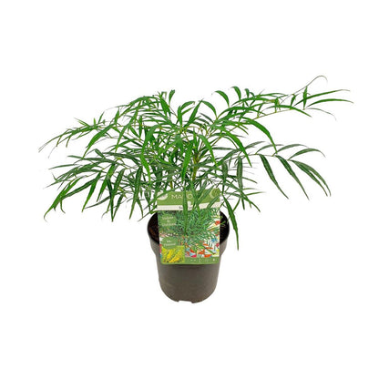 Mahonia Eur. Zachte streling - Ø13cm - ↕20cm