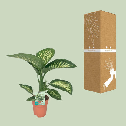 Diefeffenbachia Seguine Tropic Snow - Ø19cm - ↕70cm