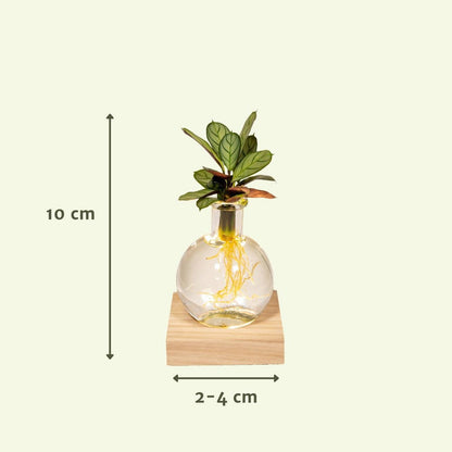 Calathea in Samoa glass with LED lighting - ø12cm - ↕10cm
