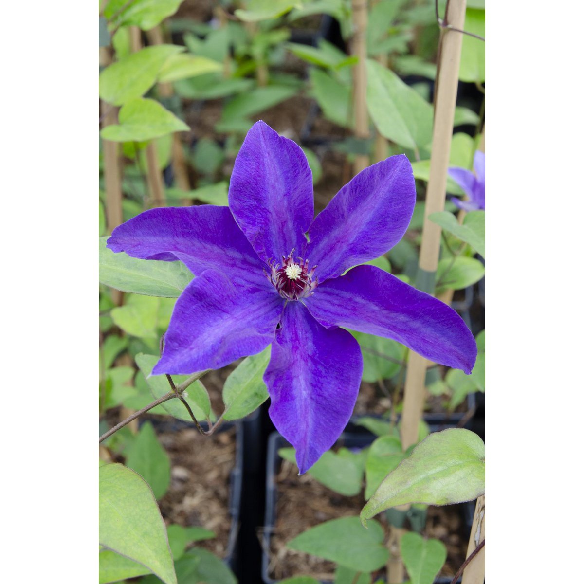 Clematis de president - Clematis Paars - Ø15cm - ↕65cm