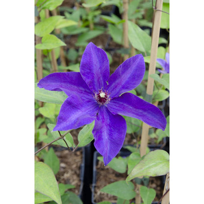 Clematis de president - Clematis Paars - Ø15cm - ↕65cm