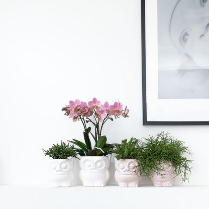 Nude Kleurige Uil Bloempot van Keramiek Ø6cm