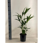 Howea Leinets - Ø7.5" - ↕35.4"