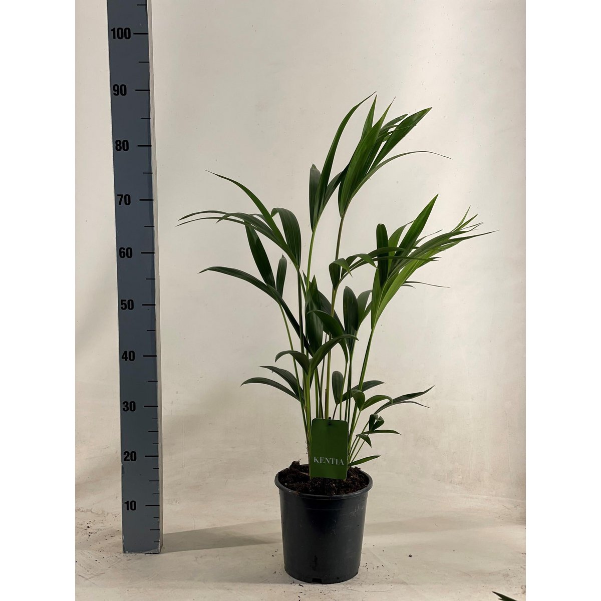 Howea Leinets - Ø7.5" - ↕35.4"