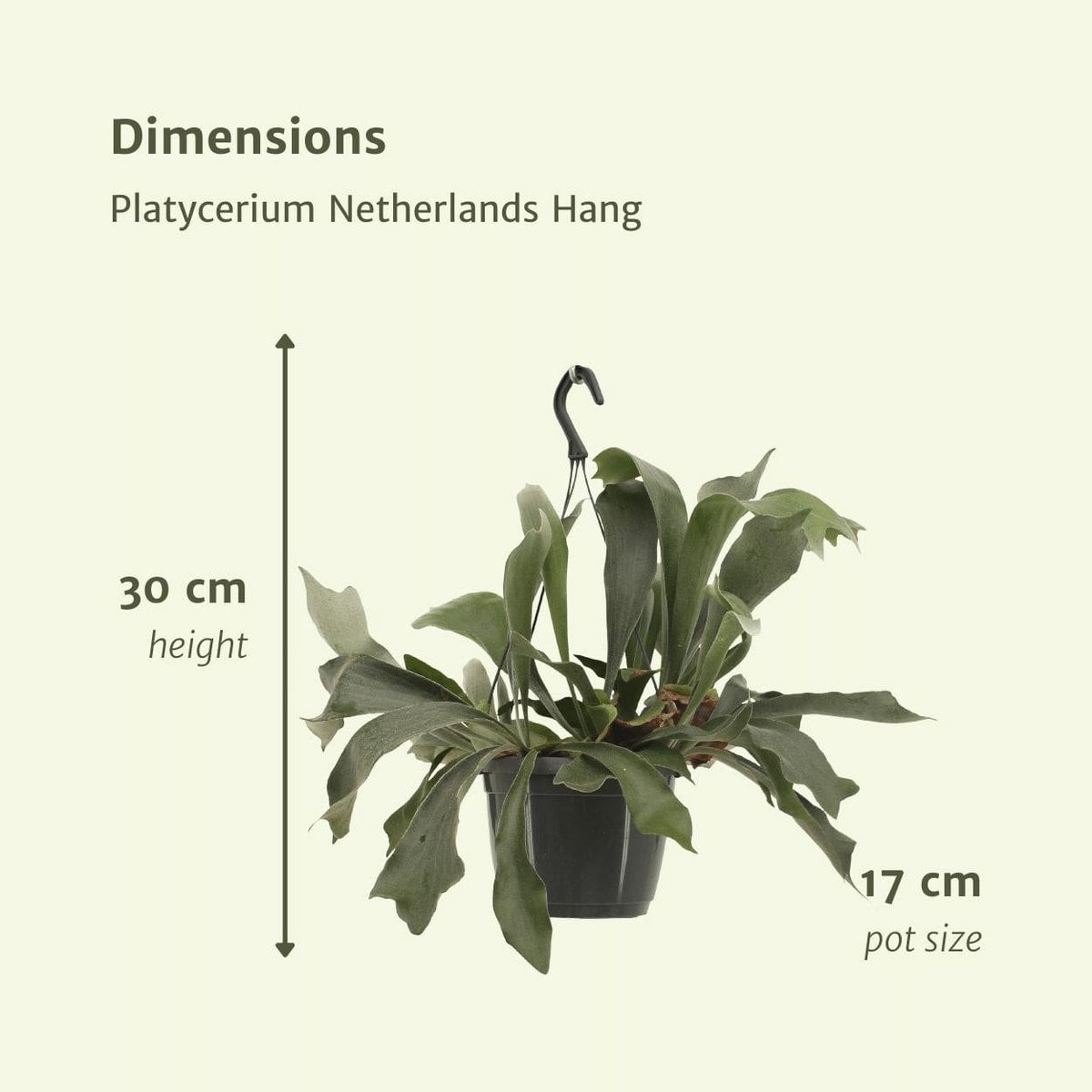 Hertshoornvaren Platycerium Ø17cm ↕30cm