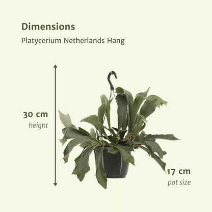 Hertshoornvaren Platycerium Ø17cm ↕30cm