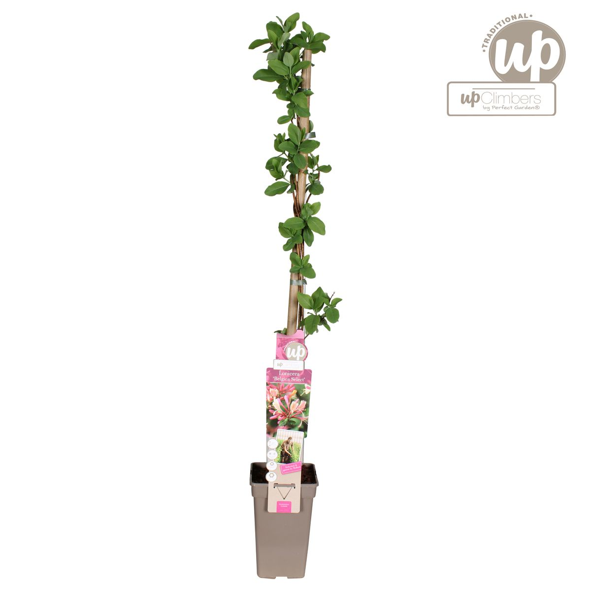 Klimplant Lonicera periclymenum Belgica Ø15cm 65cm