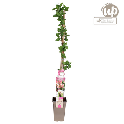Klimplant Lonicera periclymenum Belgica Ø15cm 65cm