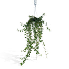Klimop Hedera Wonder Green Hang Ø17cm 70cm