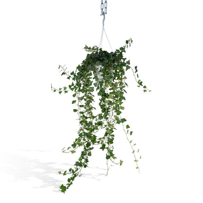Klimop Hedera Wonder Green Hang Ø17cm 70cm