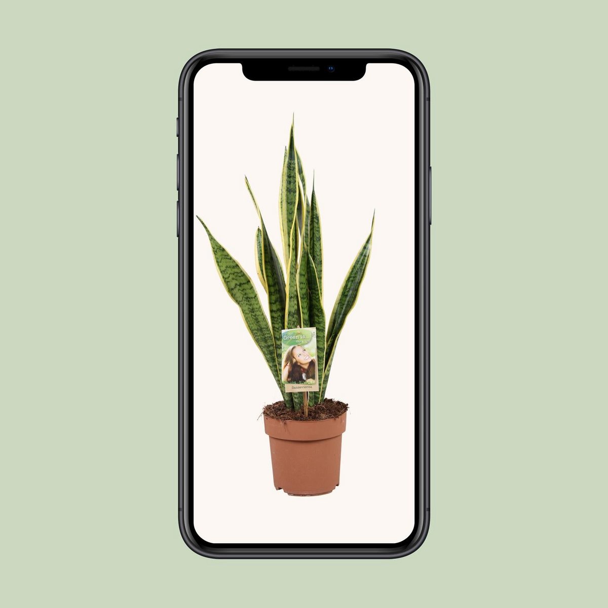 Sansevieria plant 60 cm potmaat 17 cm