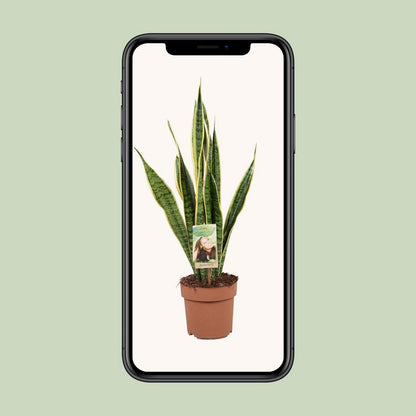 Sansevieria plant 60 cm potmaat 17 cm