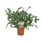 Kamerplant Phlebodium Blue Star Ø12 cm 35 cm