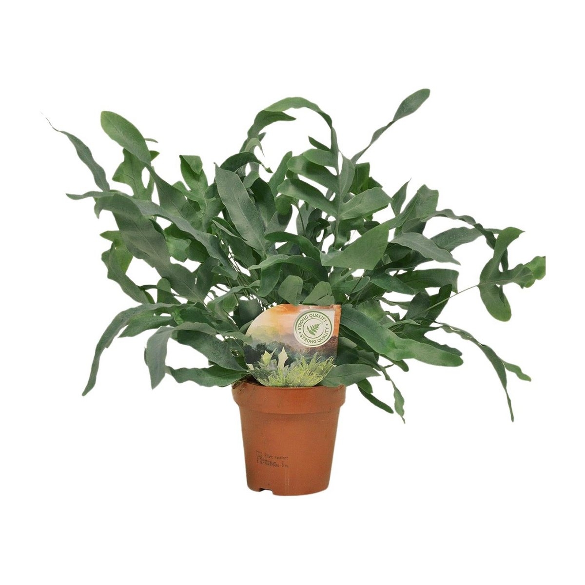 Kamerplant Phlebodium Blue Star Ø12 cm 35 cm