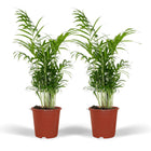 2x Parlor Palm - Chamaedorea Elegans - 55cm - ø17