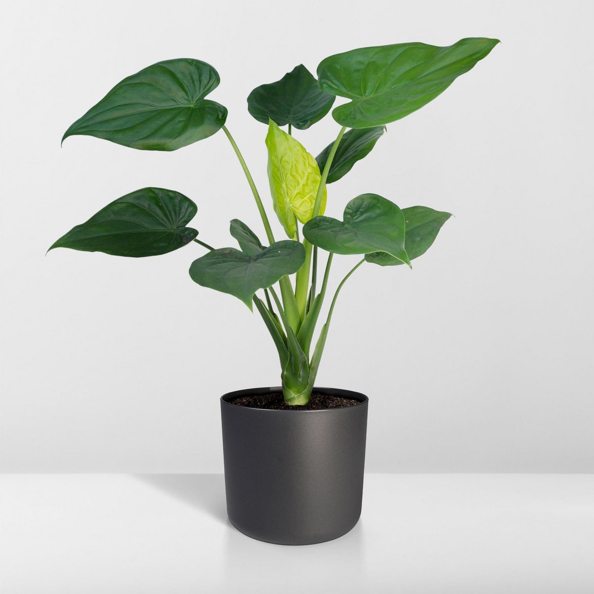 Alocasia Olifantsoor kamerplant Ø19cm ↕ 55cm