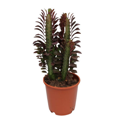 Euphorbia Trigona Crubra plant Ø12cm 40cm