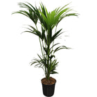 Howea Forsteriana (Kentia) 5 Pot 120-140cm [P21-H120]