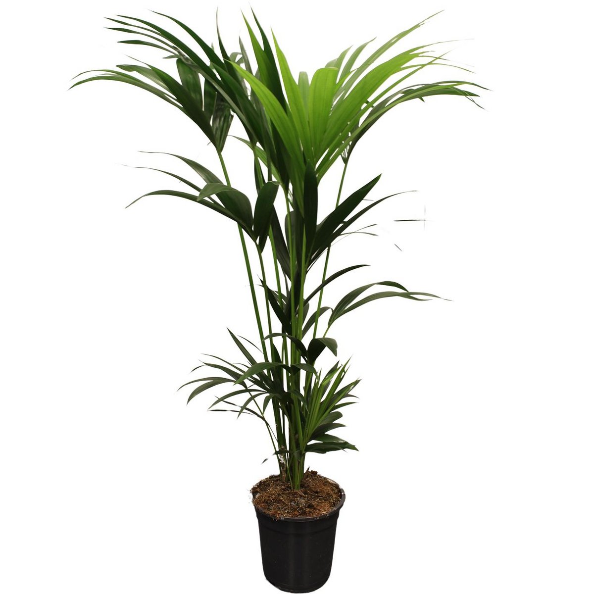 Kamerplant Kentia 120-140 cm Ø21 cm