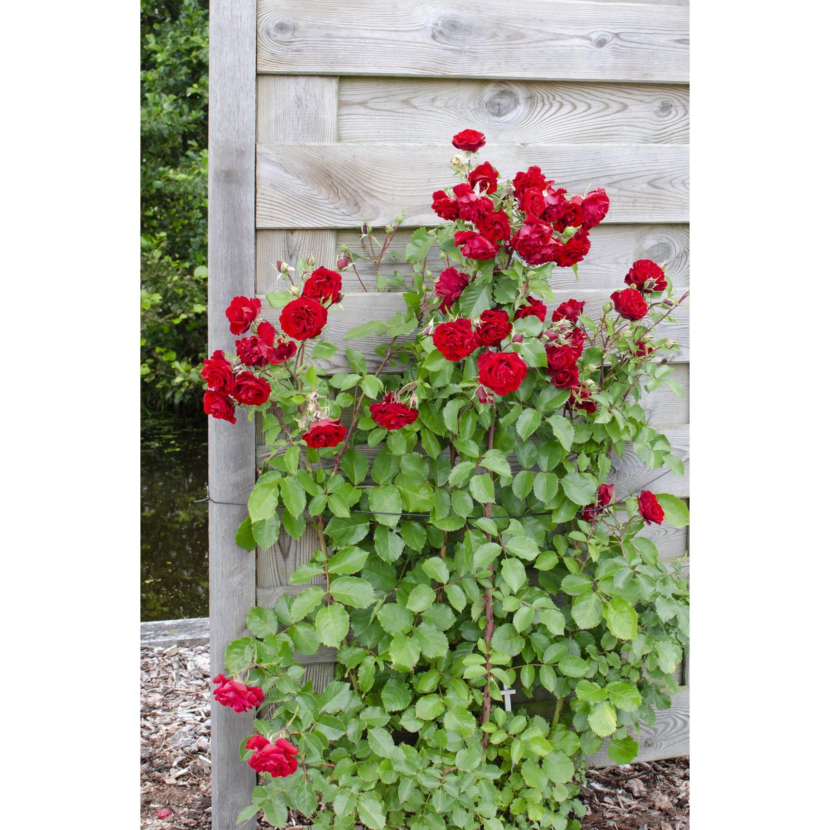 Roos 'Crazy In Love' rood Ø15cm ↕65cm
