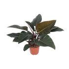 Philodendron Congo Red kamerplant