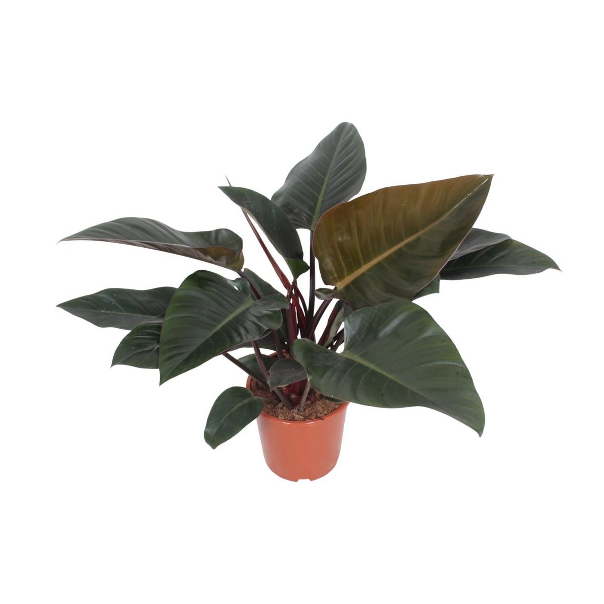 Philodendron Congo Red kamerplant