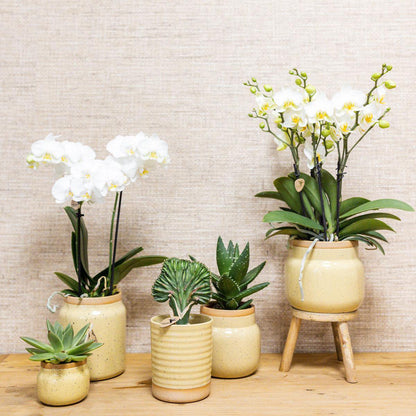 Orchidee en groene plantenset in vintage khaki potten met bamboe dienblad