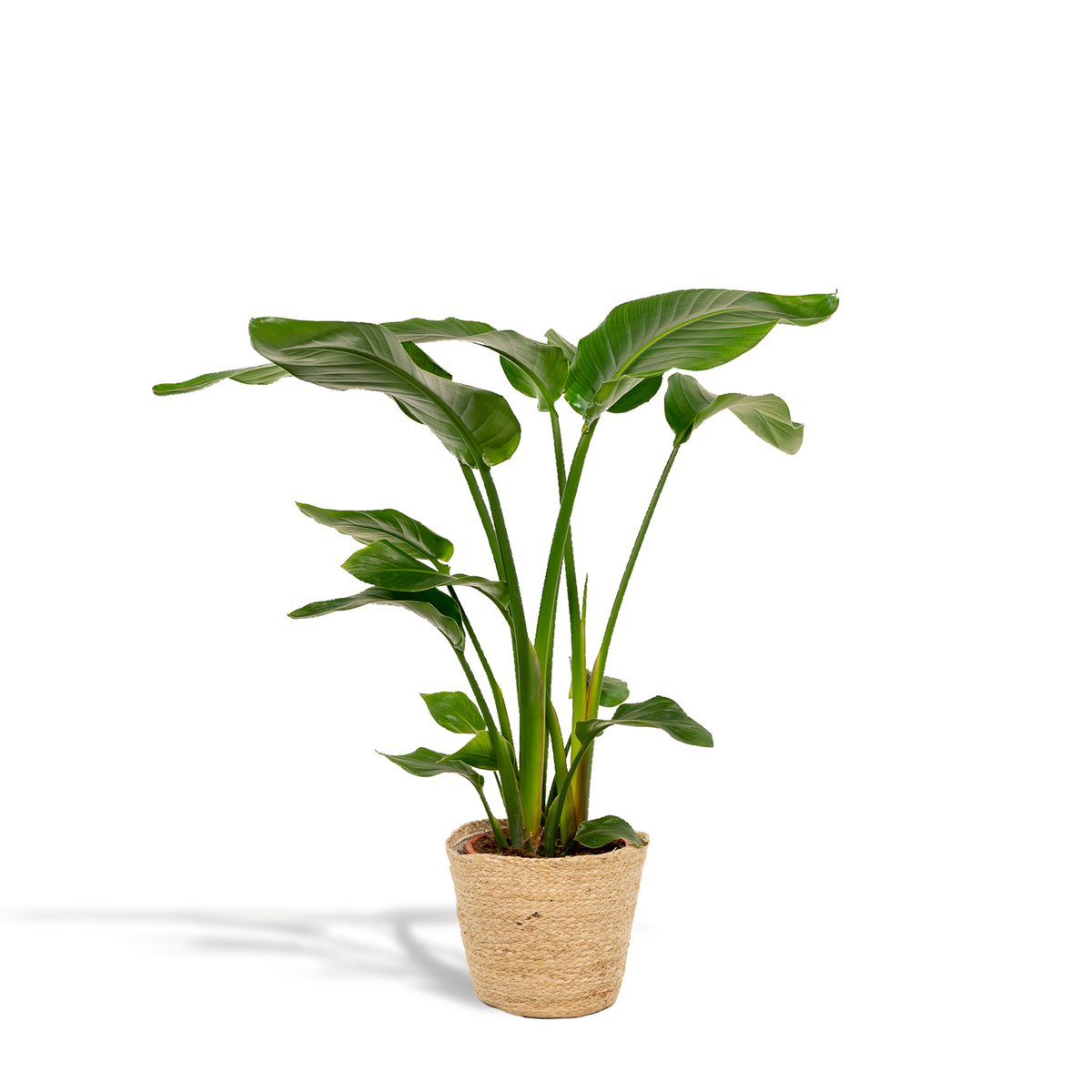 Strelitzia Nicolai Ø19cm 90cm