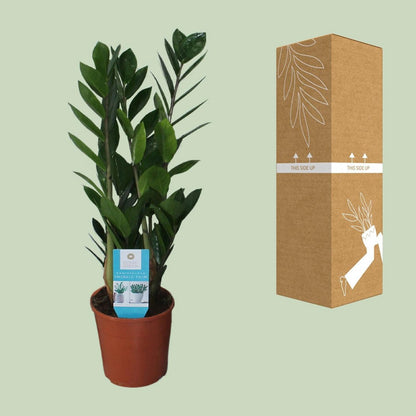 Zamioculcas kamerplant Ø14cm ↕55cm