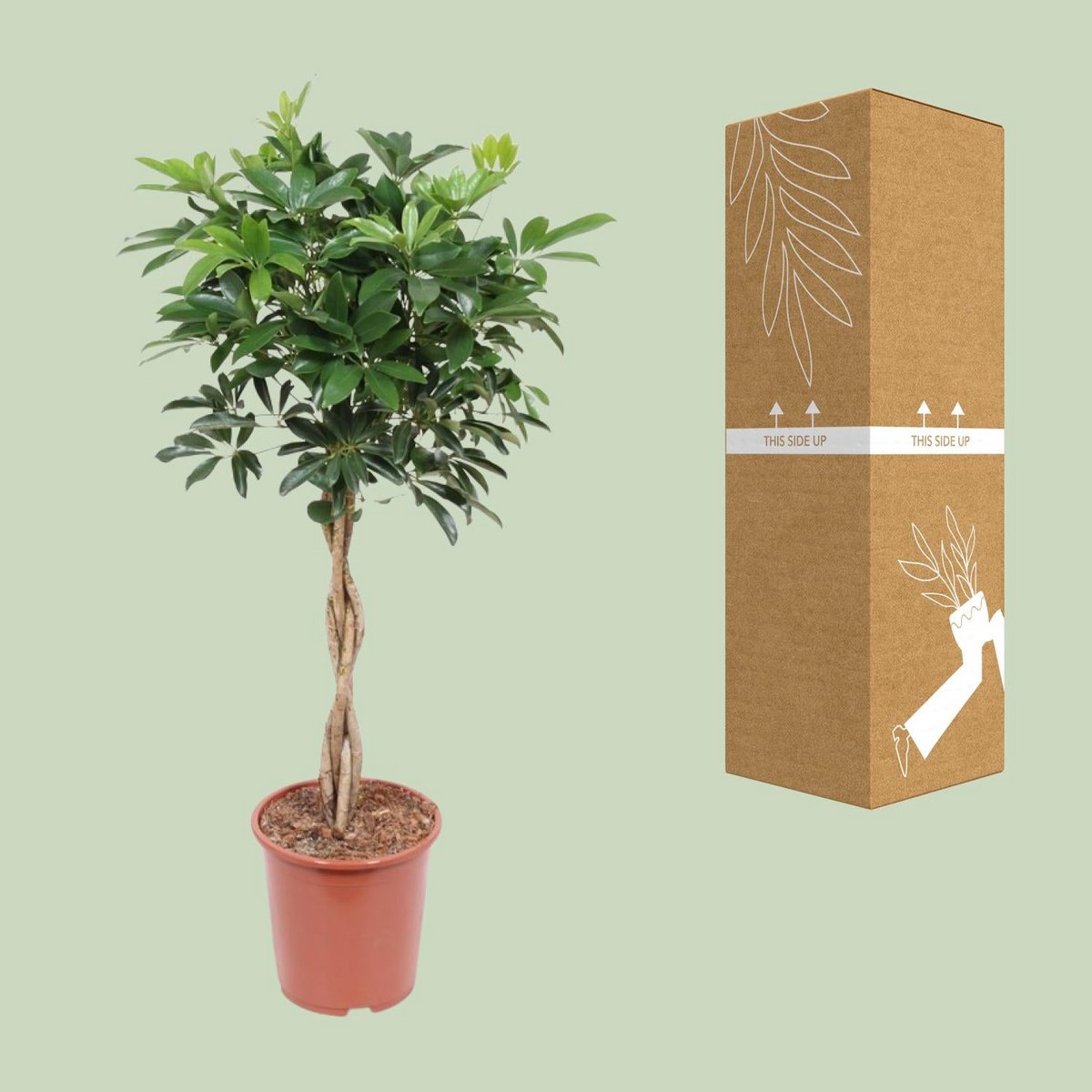 Kamerplant Schefflera Arboricola compact H120 cm