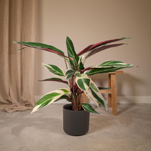 Kamerplant Calathea Triostar Ø19cm 70cm
