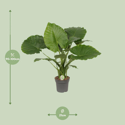 Kamerplant Alocasia gageana California Ø21cm ↕80cm