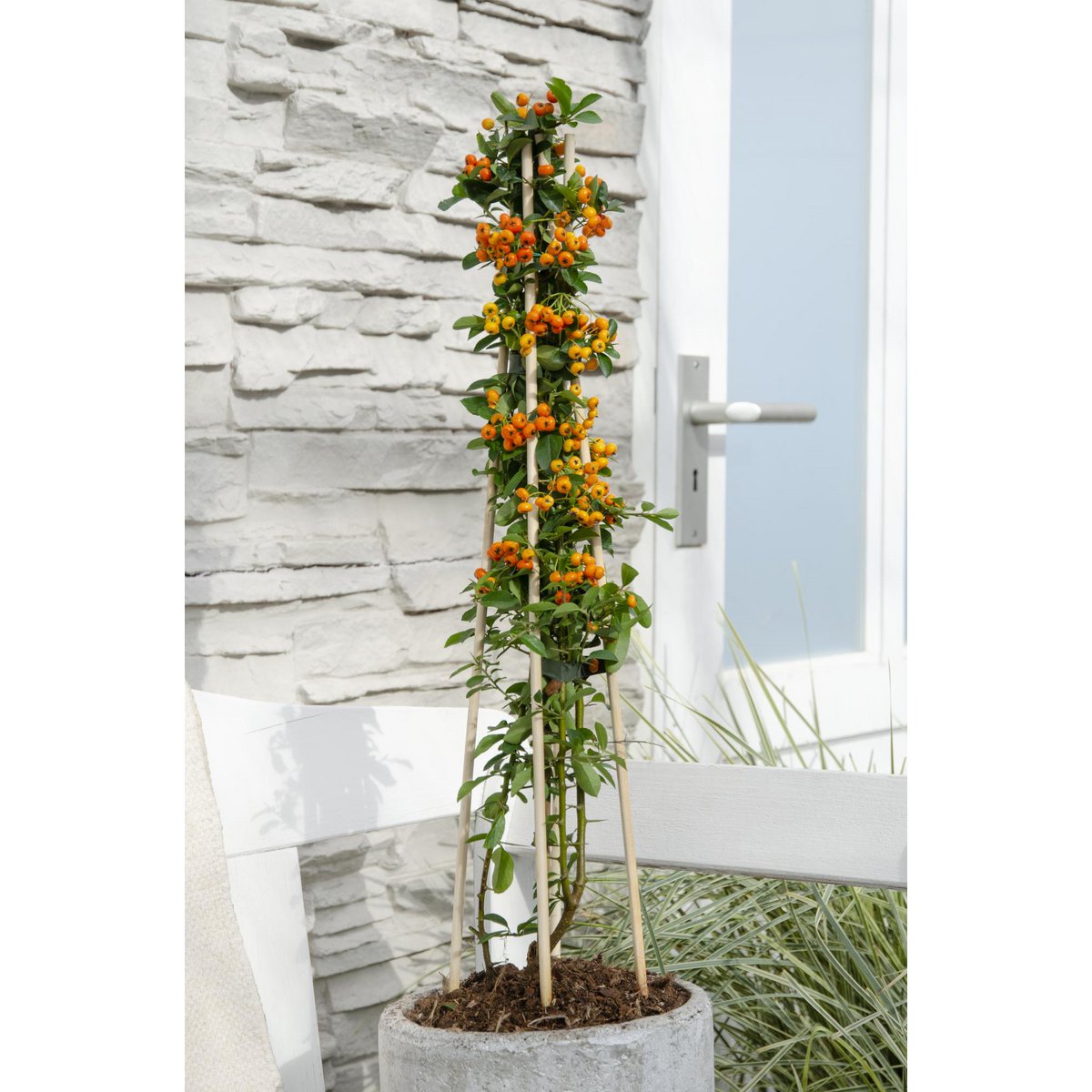 Pyracantha 'Orange Glow' 4x 65cm pot 15cm