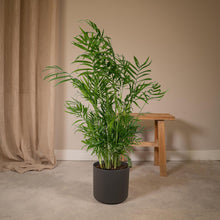 Kamerplant Chamaedorea Elegans Ø17 cm ↕55 cm