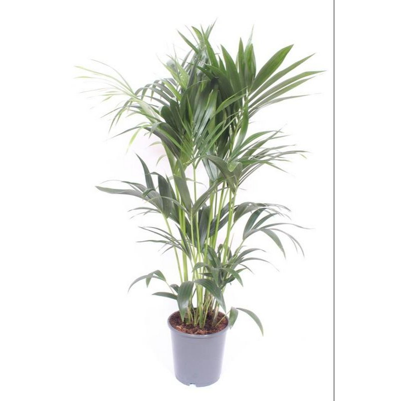 Howea Forsteriana 6 Per Pot | [P24-H130]