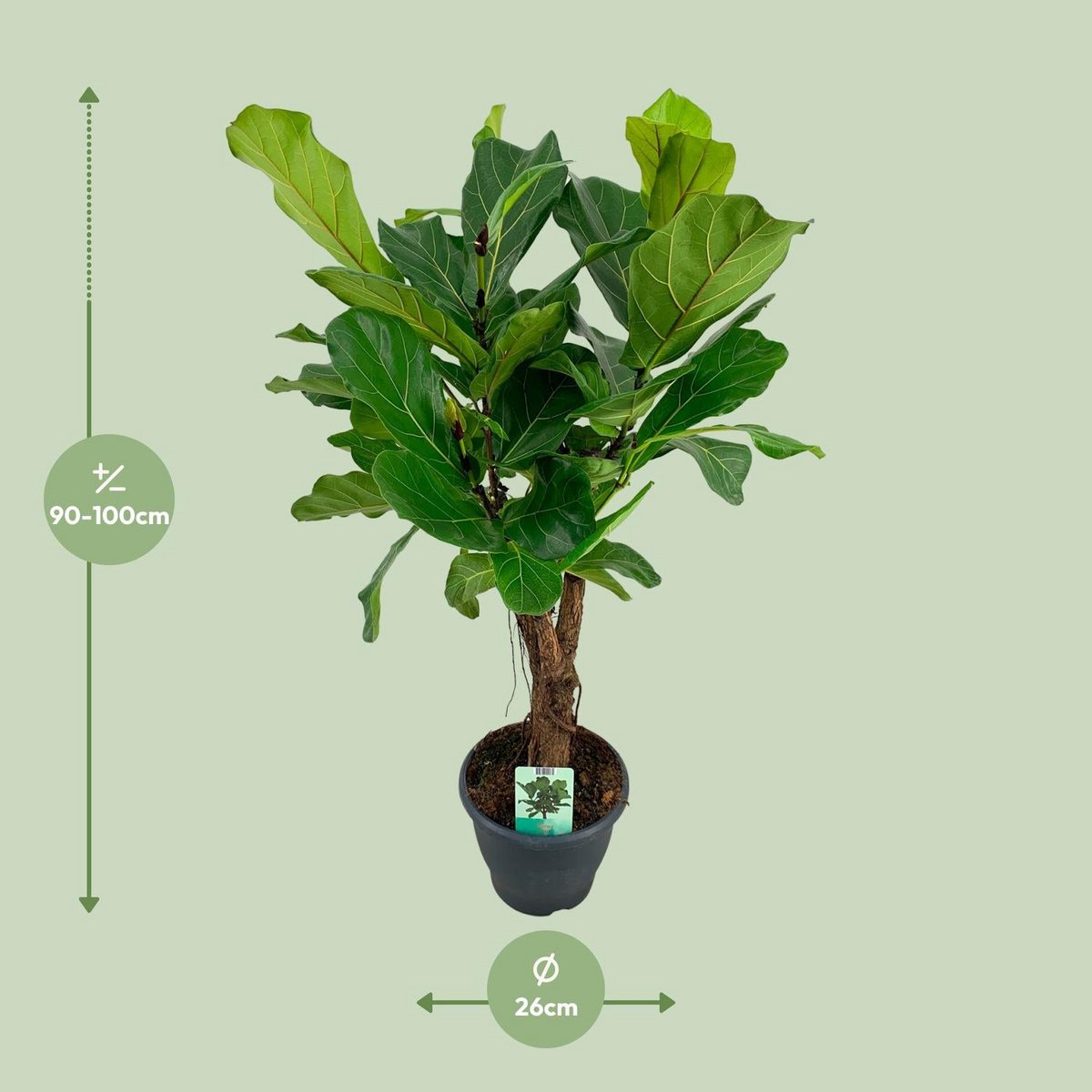 WSTKB [P26-H100] Ficus Lyrata