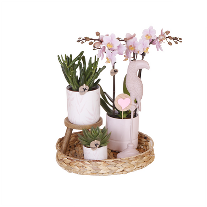 Complete Plantenset met Roze Orchidee, Groene Planten en Sierpotten