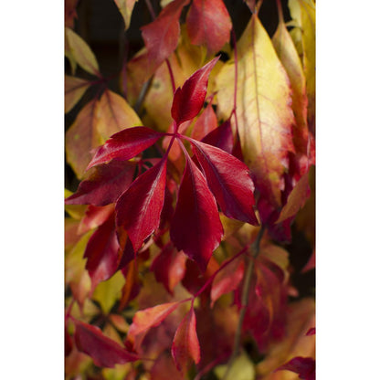 Klimplant Parthenocissus henryana Ø15x65 cm