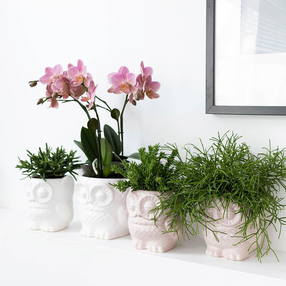Nude Kleurige Uil Bloempot van Keramiek Ø6cm